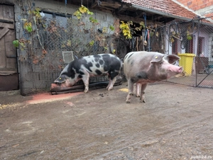 Porci de vanzare - imagine 3