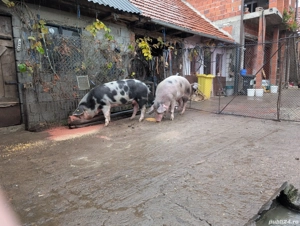 Porci de vanzare - imagine 4