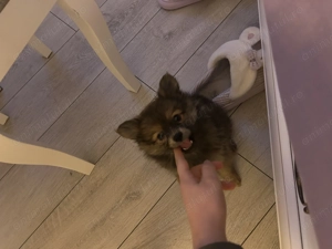 Vând cățelușă Pomeranian - imagine 2