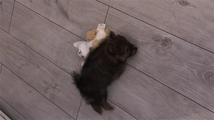 Vând cățelușă Pomeranian - imagine 3