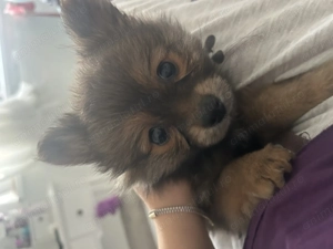 Vând cățelușă Pomeranian