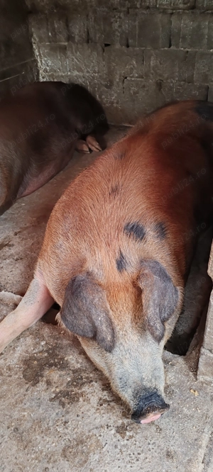 Vând porcii 16 lei kg - imagine 2