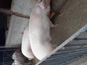 Vand porci marele alb 