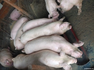 Porci de vanzare - imagine 3