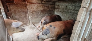 Vând porcii 16 lei kg - imagine 4