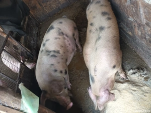 Porci de vanzare - imagine 5