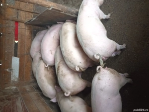 Porci de vanzare - imagine 2