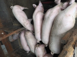 Porci de vanzare - imagine 4