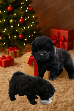 Pui mascul rasa chowchow