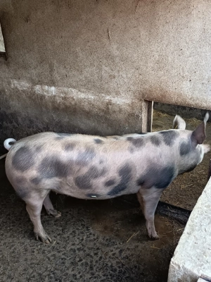 Porci de vanzare  - imagine 3