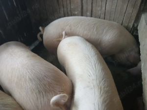 Vând doi porci cu greutate între 120 și 150 kg - imagine 4