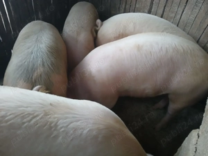 Vând doi porci cu greutate între 120 și 150 kg - imagine 2