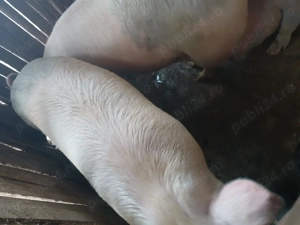 Vând doi porci cu greutate între 120 și 150 kg - imagine 3