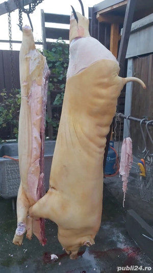 Porci în  carcasă  - imagine 5