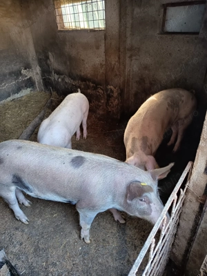 Porci de vanzare  - imagine 4