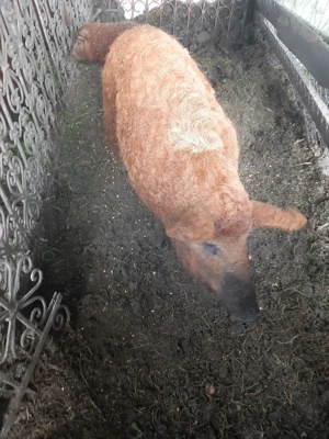 De sacrificat mangalita rosu cu pedigree - imagine 3