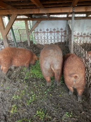 De sacrificat mangalita rosu cu pedigree - imagine 2