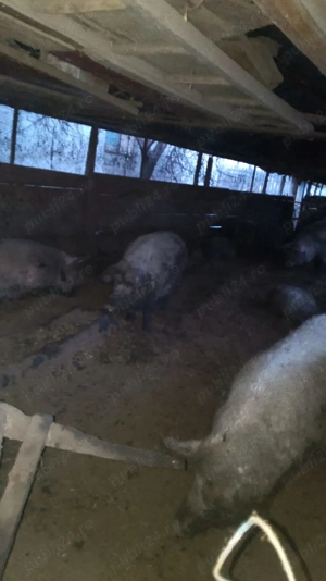 Mangalita  - imagine 4