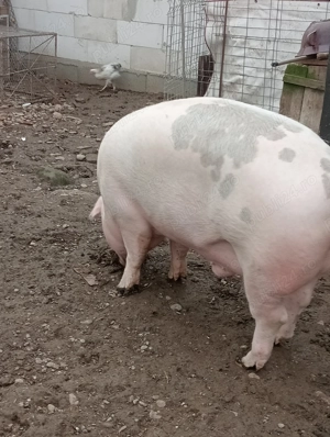 Porci de vânzare 