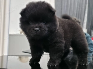 Pui mascul rasa chowchow - imagine 2