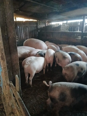 Vand porci de carne - imagine 2