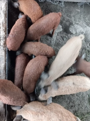 mangalita rasa pura de 3, 5 si 6luni - imagine 2