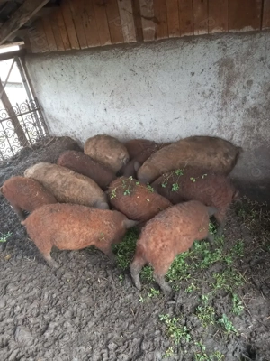 mangalita rasa pura de 3, 5 si 6luni - imagine 3