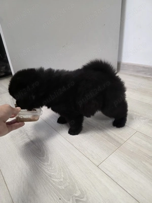 Pui mascul rasa chowchow - imagine 3