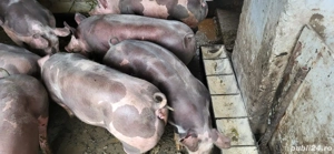 Purcei de vanzare  - imagine 3