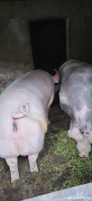 Porci de vanzare pentru Craciun - imagine 2