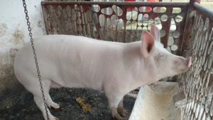 Porc de vanzare sanatos - 130 140 kg