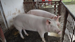 Porc de vanzare sanatos - 130 140 kg - imagine 3