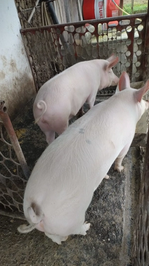 Porc de vanzare sanatos - 130 140 kg - imagine 2