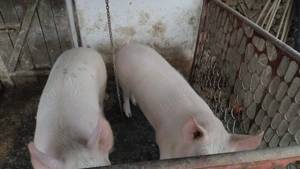 Porc de vanzare sanatos - 130 140 kg - imagine 4