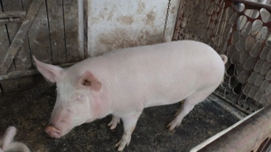 Porc de vanzare sanatos - 130 140 kg - imagine 5