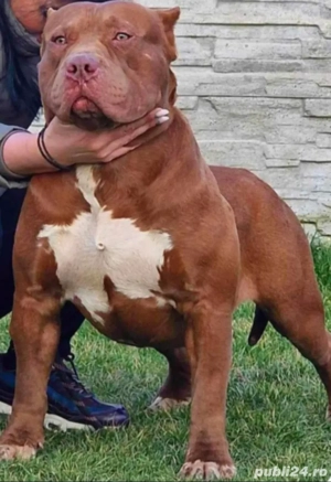 Rasa Pura 100% - imagine 4