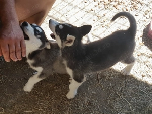 Vînd husky 2 caței și o cățelușă vîrsta 4 luni 350 ron bucata - imagine 2