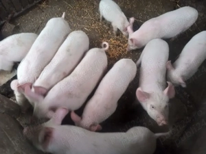 Vand Purcei Marele Alb - imagine 2