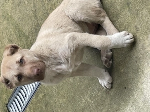 Kangal   Malakli - imagine 3