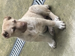 Kangal   Malakli - imagine 2