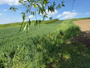 Teren de vanzare Zaicesti Botosani - imagine 2