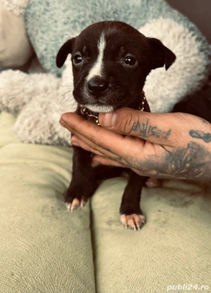 puiuți de amstaff  - imagine 2