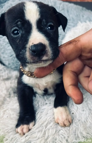 puiuți de amstaff  - imagine 5