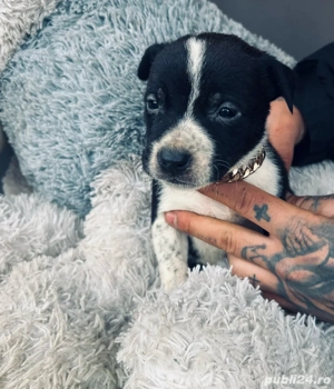 puiuți de amstaff  - imagine 3