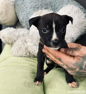 puiuți de amstaff  - imagine 4