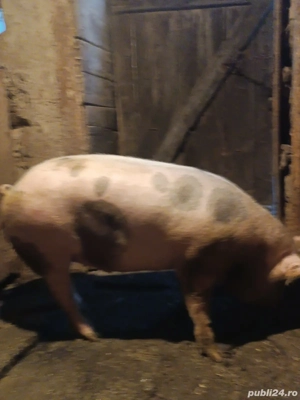 porcii de vânzare 