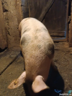 porcii de vânzare  - imagine 4