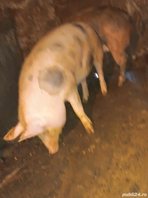 porcii de vânzare  - imagine 2
