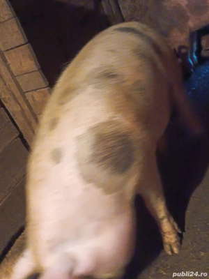 porcii de vânzare  - imagine 3