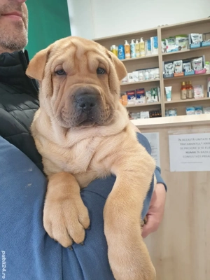 Shar pei adorabili 